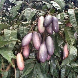 La Kribienne - Safous frais prunes d Afrique Safous frais / Prunes d'Afrique (Dacryodes edulis / Prune de Monsieur)