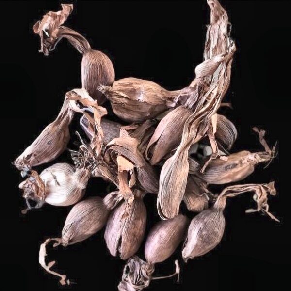 Bogo / Bongo (Aframomum citratum - Cardamome sauvage du Cameroun)